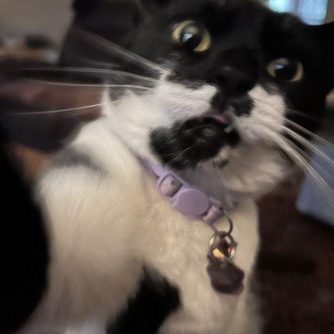 A Pawsitive Experience