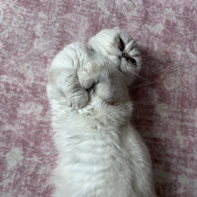 A Pawsitive Experience
