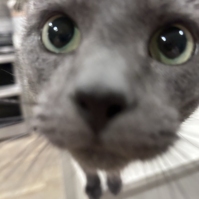 A Pawsitive Experience