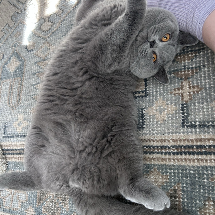 A Pawsitive Experience