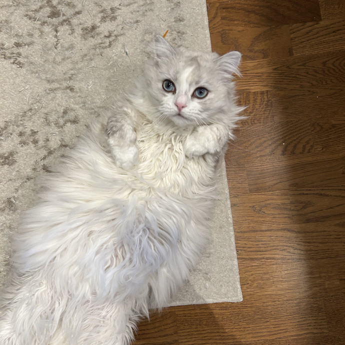 A Pawsitive Experience