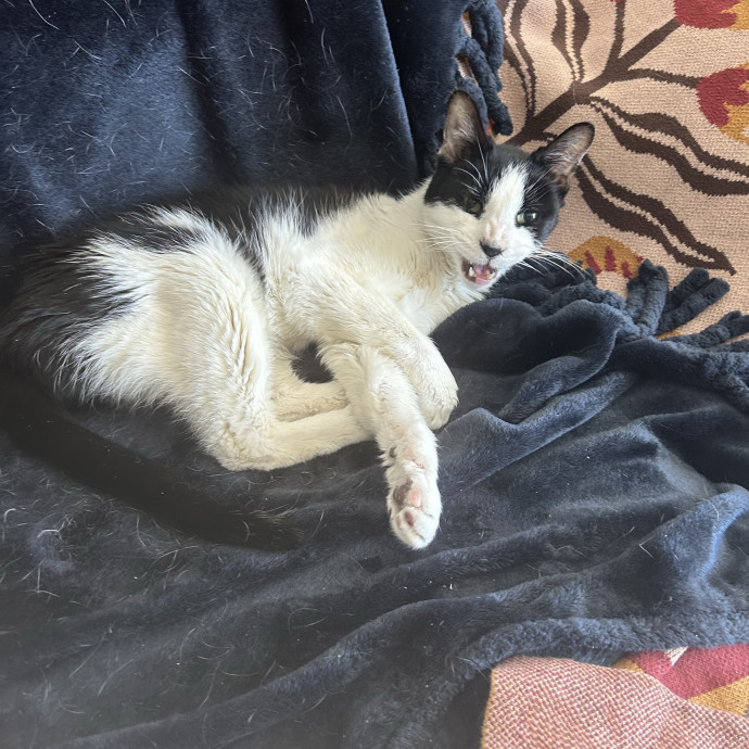 A Pawsitive Experience