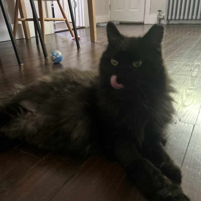 A Pawsitive Experience