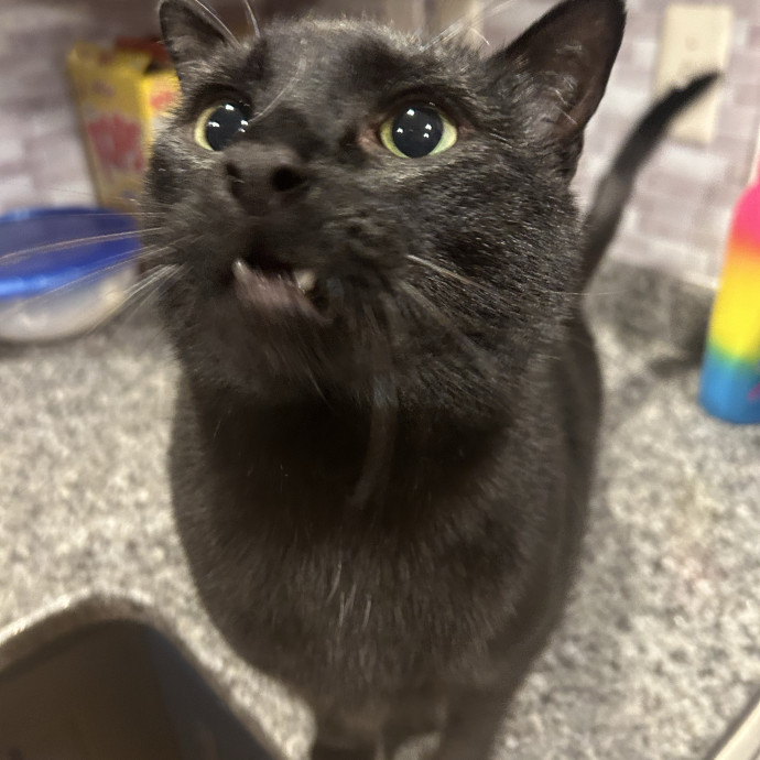 A Pawsitive Experience