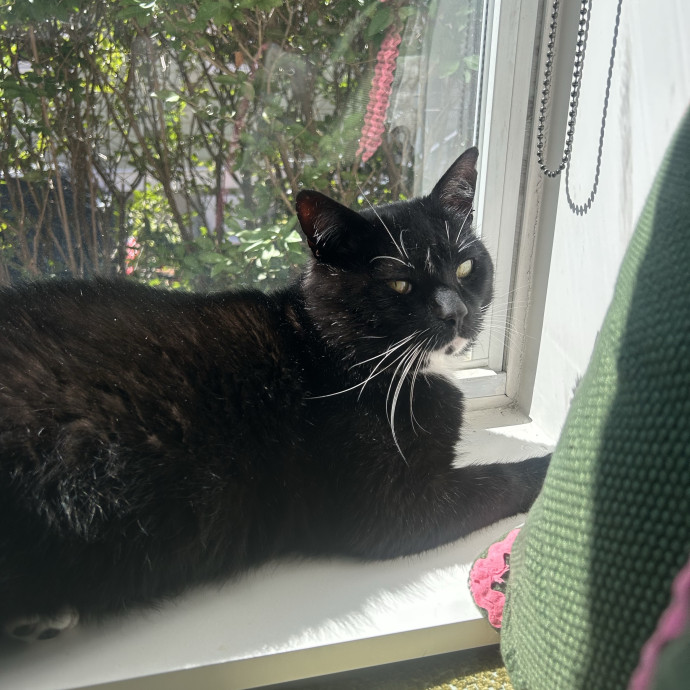 A Pawsitive Experience