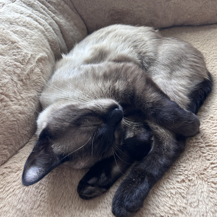 Kristyn's Cat Sanctuary photo 3