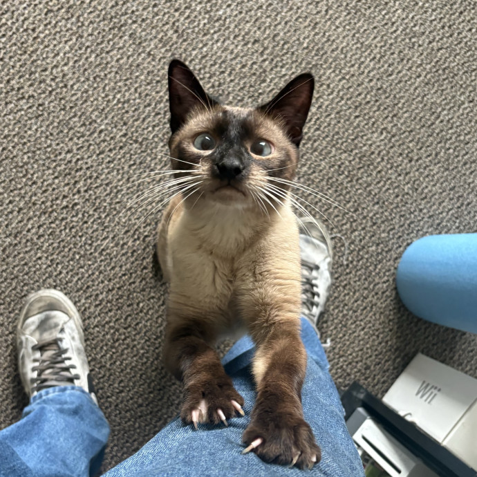 Kristyn's Cat Sanctuary photo 2