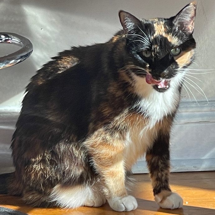 Cass's Purrrrrrfect Service