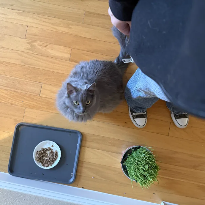 The Shy Cat's Friend