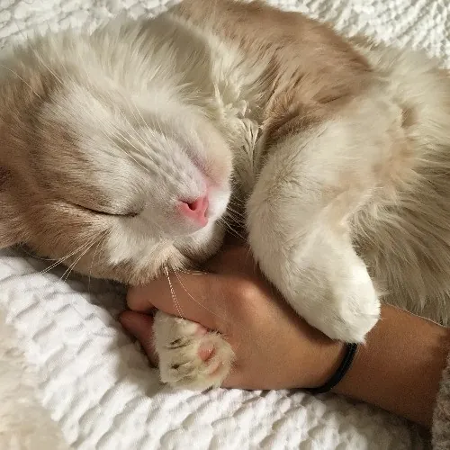 Cat Whisperer In Brookline