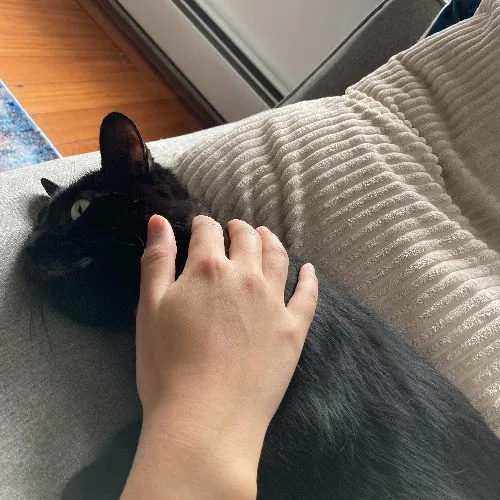 Cat Whisperer In Brookline