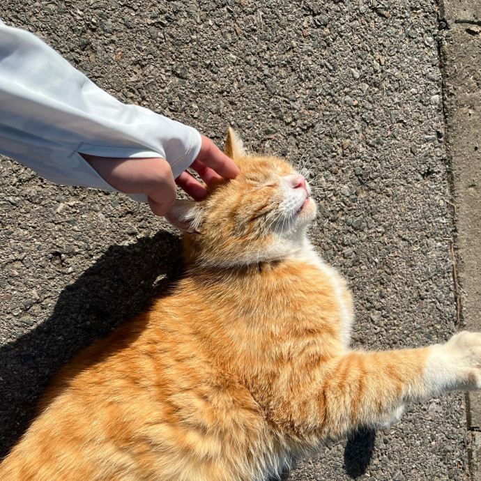 Cat Whisperer In Brookline