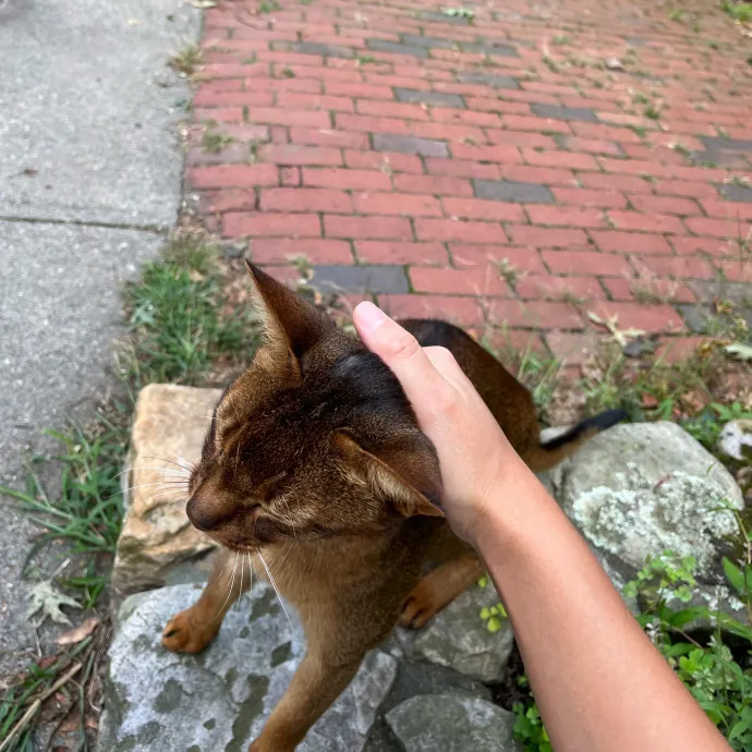 Cat Whisperer In Brookline photo 2