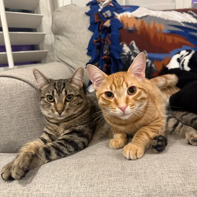 Devoted Cat Whisperer