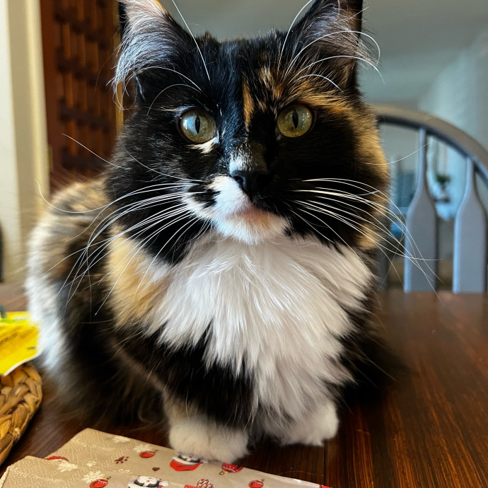 Devoted Cat Whisperer