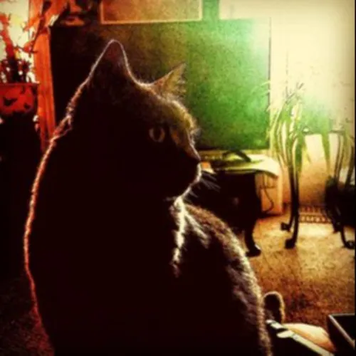 Melissa's Above And Beyond Cat Sitting