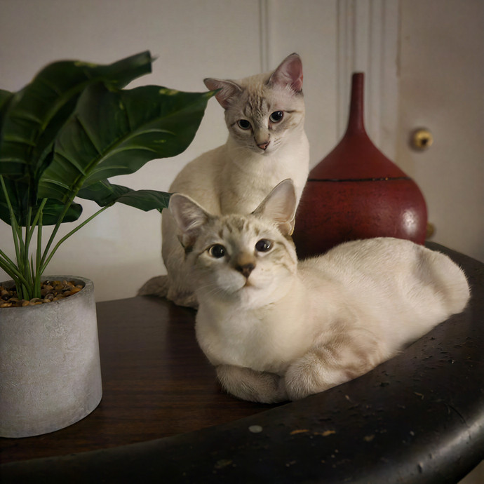 Melissa's Above And Beyond Cat Sitting