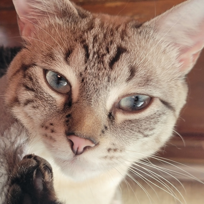 Melissa's Above And Beyond Cat Sitting