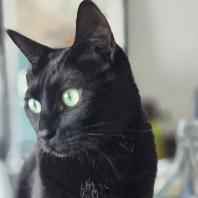Melissa's Above And Beyond Cat Sitting