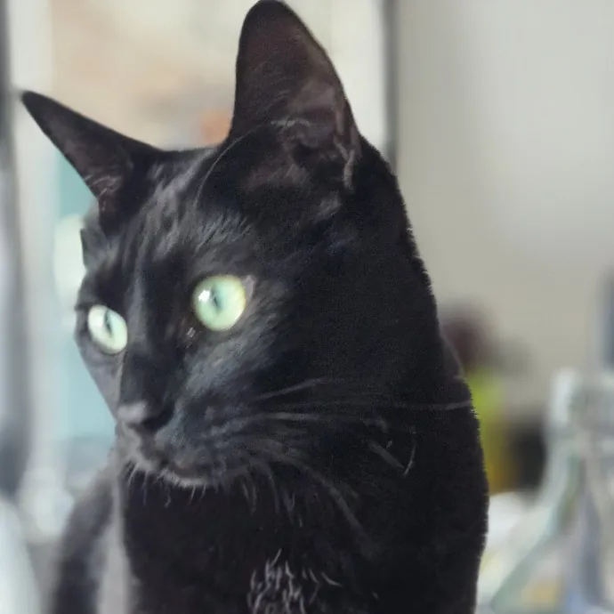 Melissa's Above And Beyond Cat Sitting
