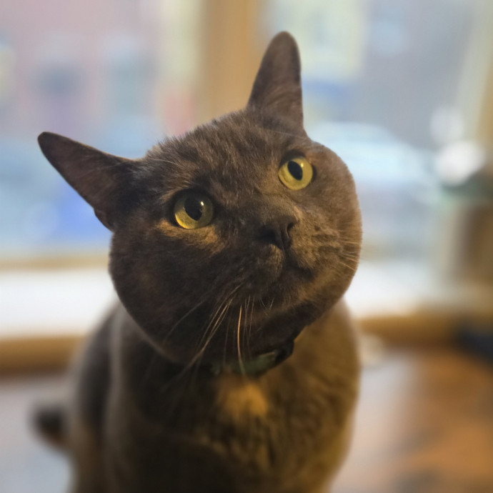 Melissa's Above And Beyond Cat Sitting