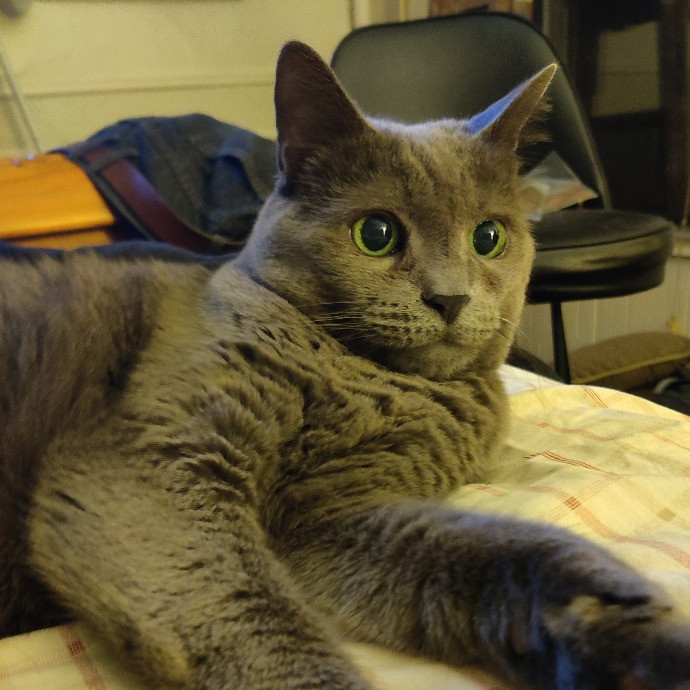 Melissa's Above And Beyond Cat Sitting