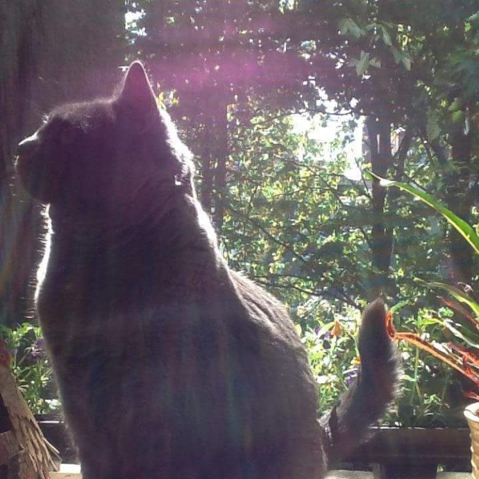 Melissa's Above And Beyond Cat Sitting