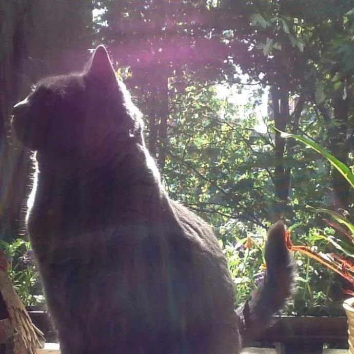Melissa's Above And Beyond Cat Sitting