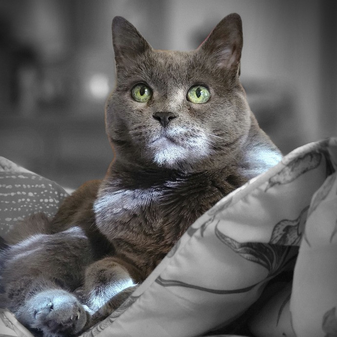 Melissa's Above And Beyond Cat Sitting