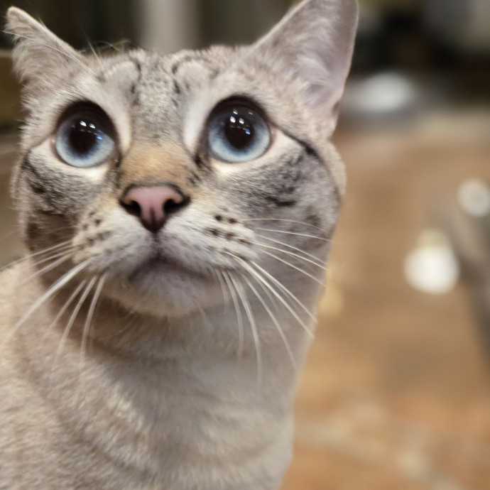 Melissa's Above And Beyond Cat Sitting