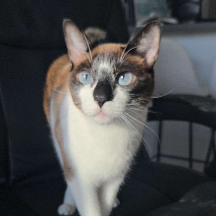 Melissa's Above And Beyond Cat Sitting