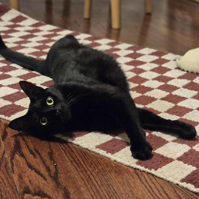 Melissa's Above And Beyond Cat Sitting