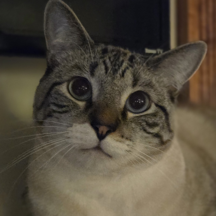 Melissa's Above And Beyond Cat Sitting