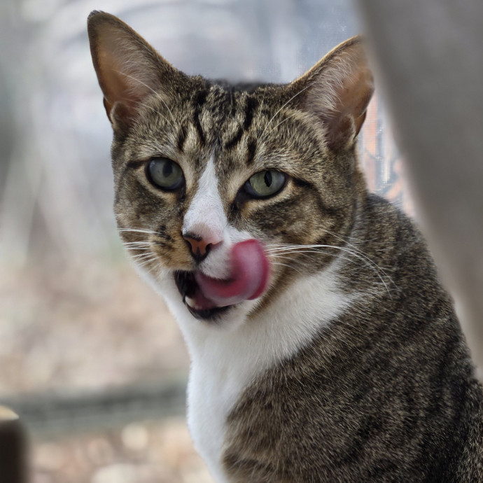 Melissa's Above And Beyond Cat Sitting