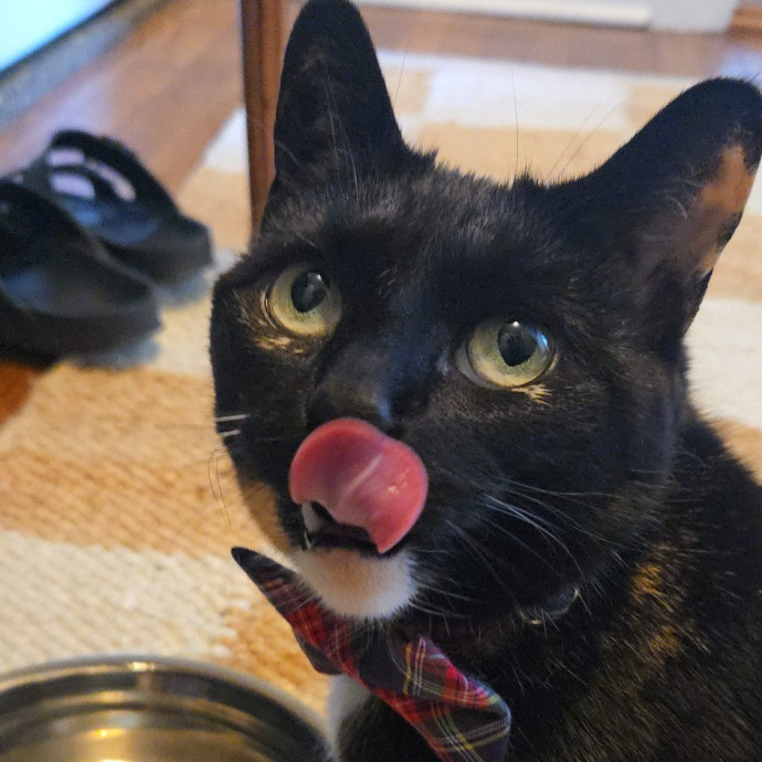 Melissa's Above And Beyond Cat Sitting