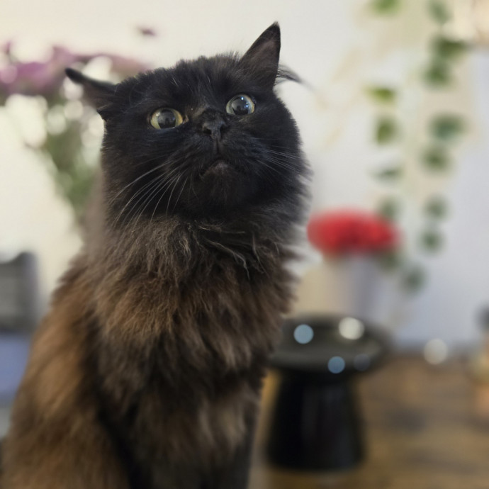 Melissa's Above And Beyond Cat Sitting