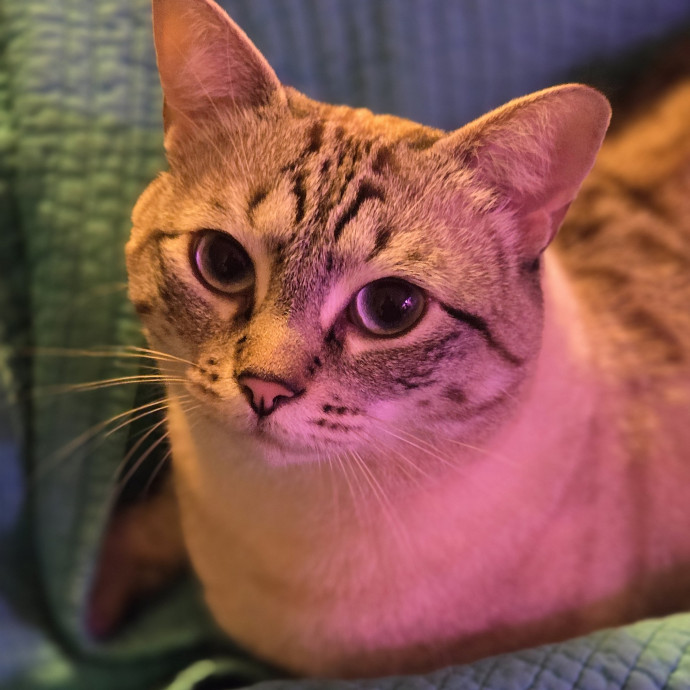 Melissa's Above And Beyond Cat Sitting
