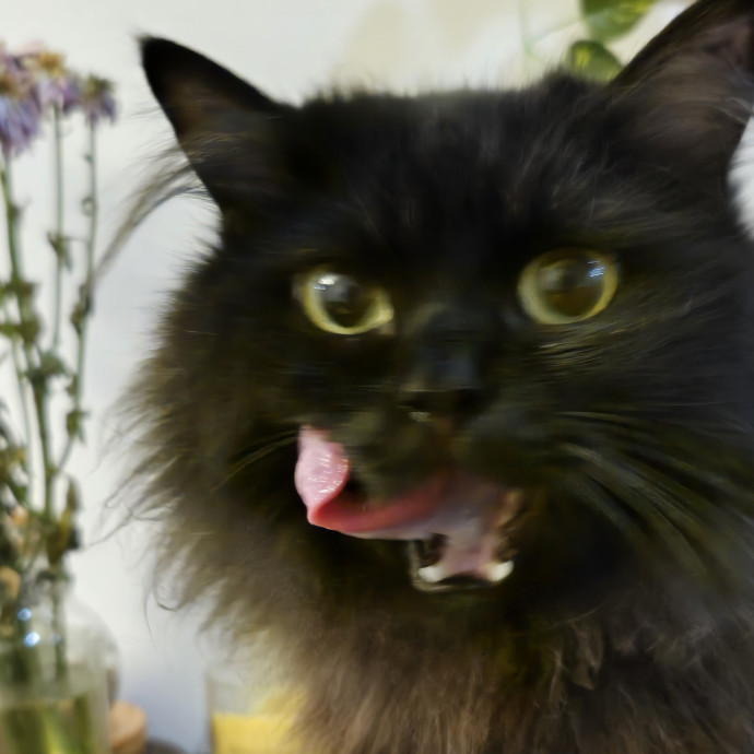 Melissa's Above And Beyond Cat Sitting