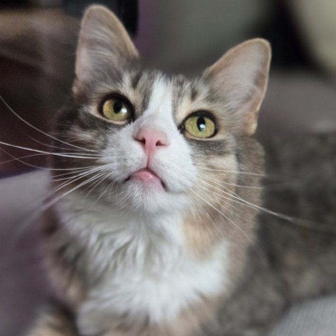 Melissa's Above And Beyond Cat Sitting