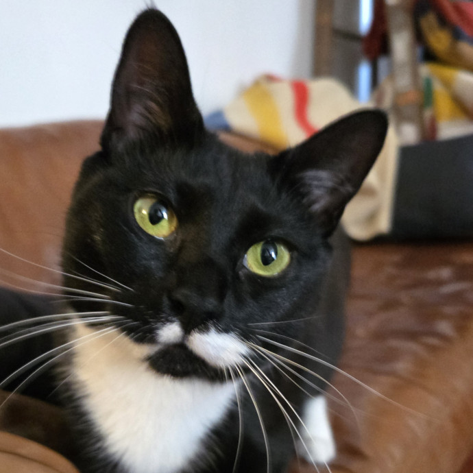 Melissa's Above And Beyond Cat Sitting