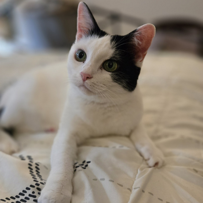 Melissa's Above And Beyond Cat Sitting