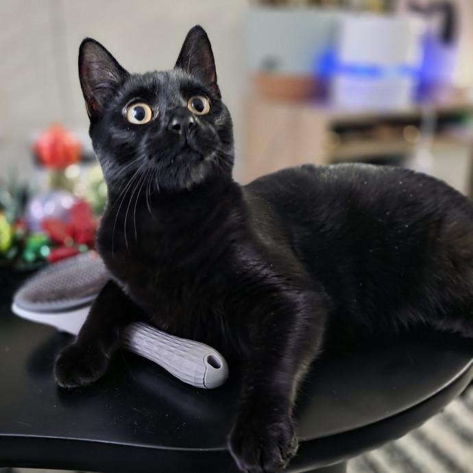 Melissa's Above And Beyond Cat Sitting