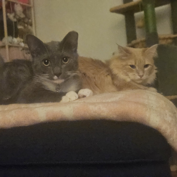Kayla Luvs Kitties photo 2