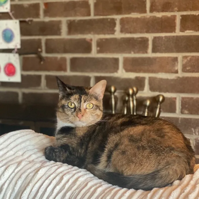 Experienced Cat Whisperer