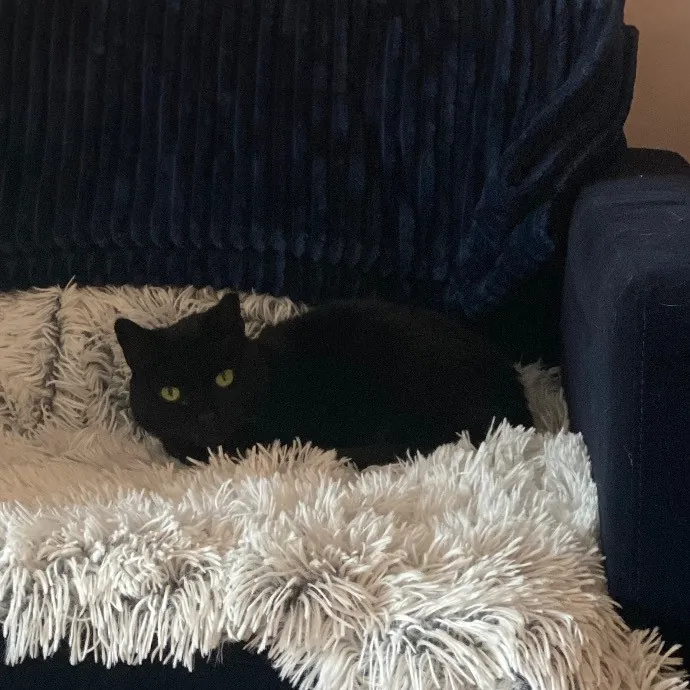 Experienced Cat Whisperer