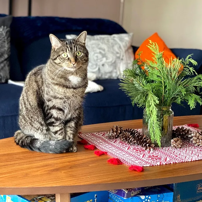 Experienced Cat Whisperer