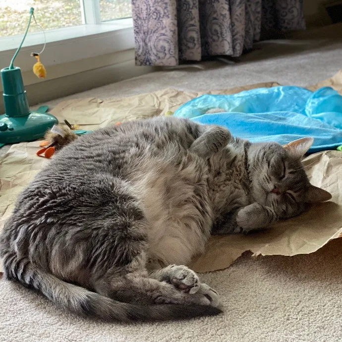 Experienced Cat Whisperer