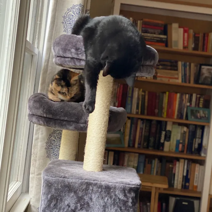 Experienced Cat Whisperer