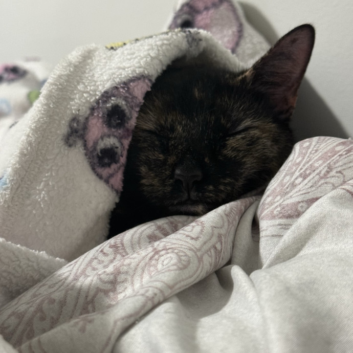 A Cats Bestie