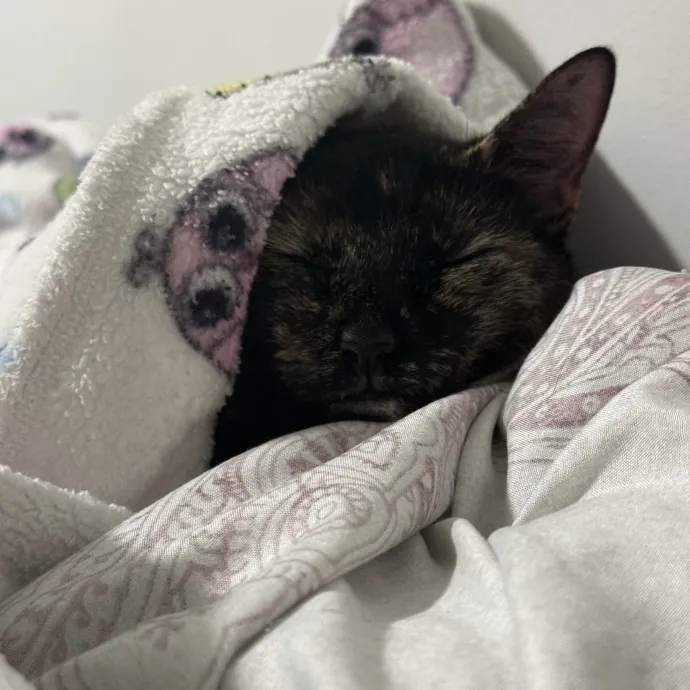 A Cats Bestie